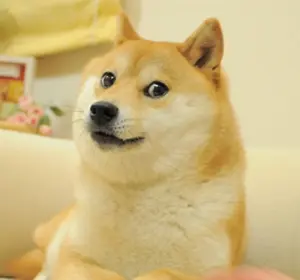 Bitwise Will Liquidate Dogecoin ETF BWOW After Less Than a Year