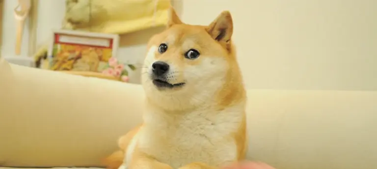 Bitwise Will Liquidate Dogecoin ETF BWOW After Less Than a Year